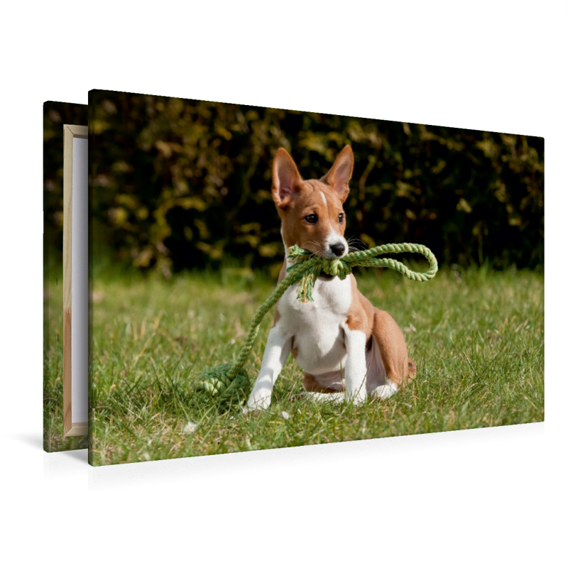 Ein Motiv aus dem Kalender Süße Basenji-Kinder