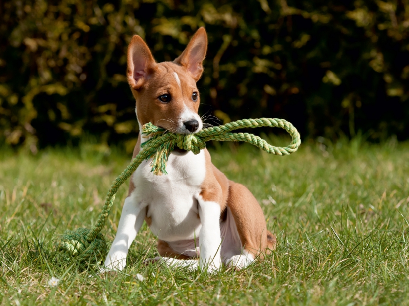 Ein Motiv aus dem Kalender Süße Basenji-Kinder