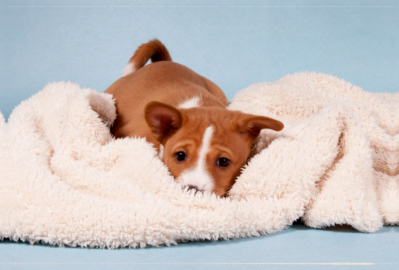 Ein Motiv aus dem Kalender Süße Basenji-Kinder