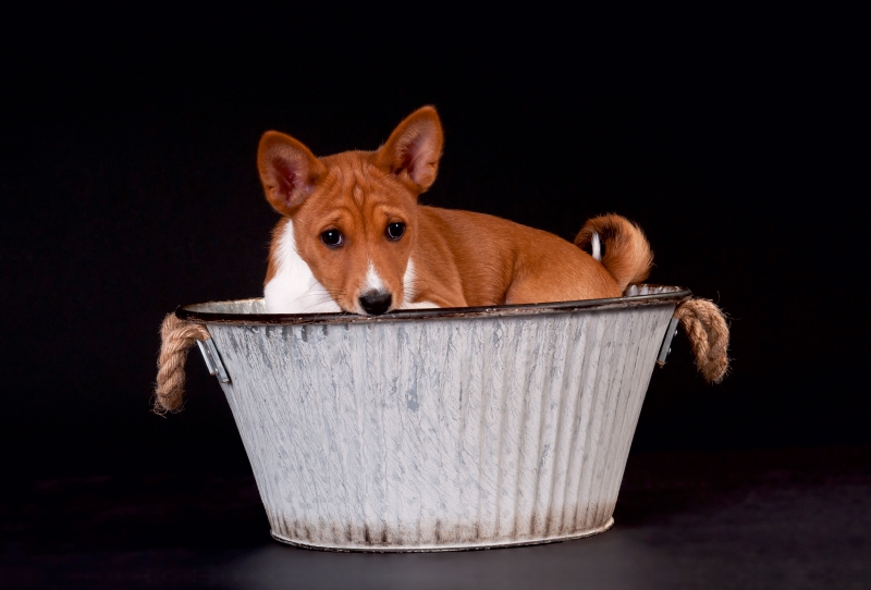 Ein Motiv aus dem Kalender Süße Basenji-Kinder