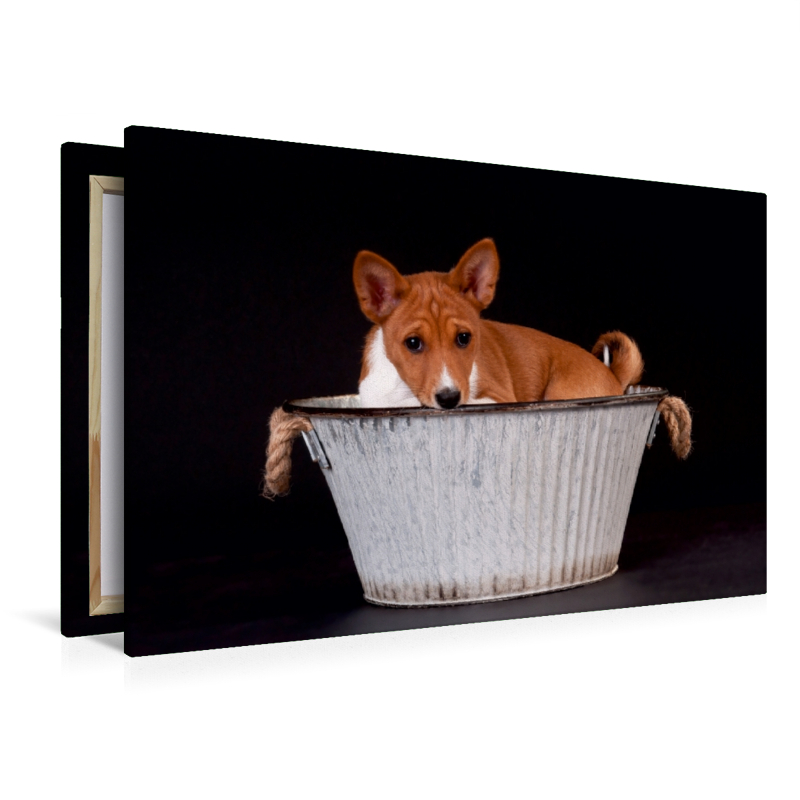 Ein Motiv aus dem Kalender Süße Basenji-Kinder