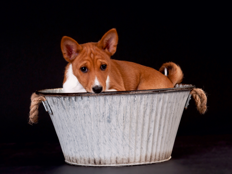 Ein Motiv aus dem Kalender Süße Basenji-Kinder