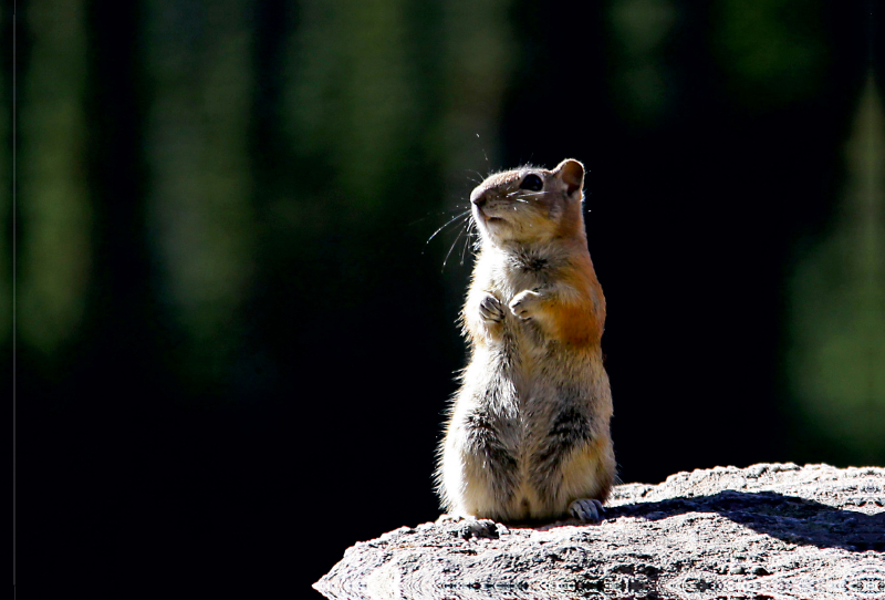 Chipmunk