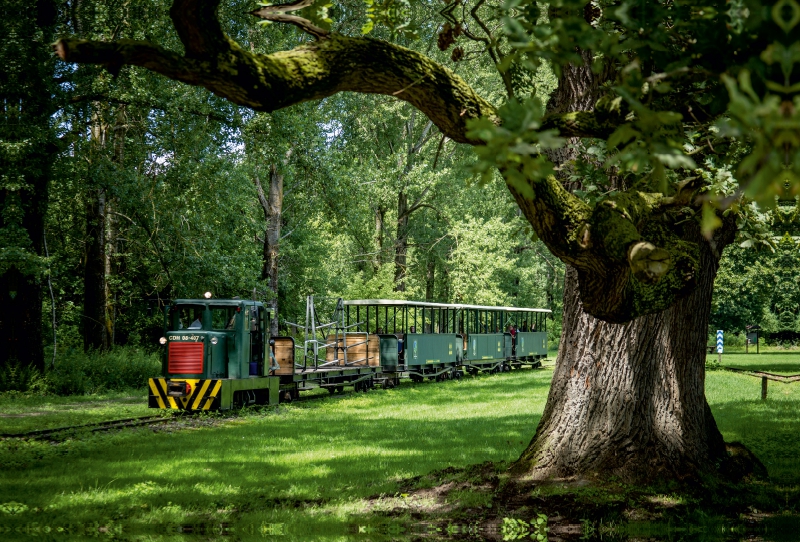 Waldbahn in Gemenc-Dunapart