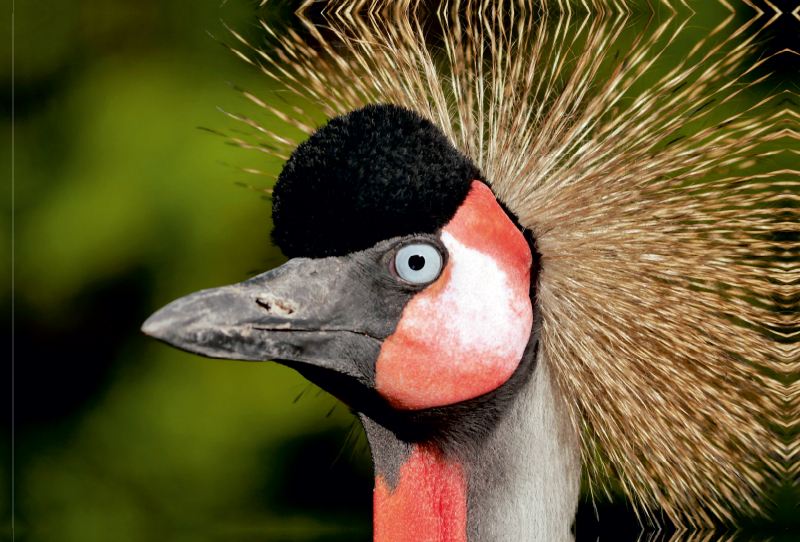 Ein Motiv aus dem Kalender Weltvogelpark Walsrode - Die Vielfalt der Vogelarten