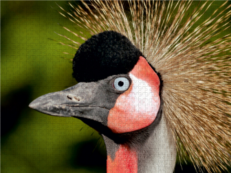 Ein Motiv aus dem Kalender Weltvogelpark Walsrode - Die Vielfalt der Vogelarten