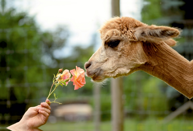 Alpaka riecht an einer Rose