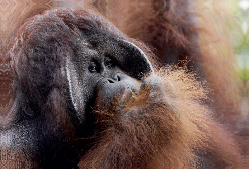 Orang Utans - Siesta