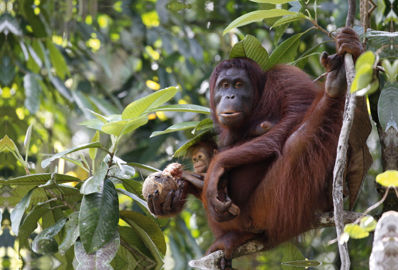 Orang Utans - Mutter und Kind