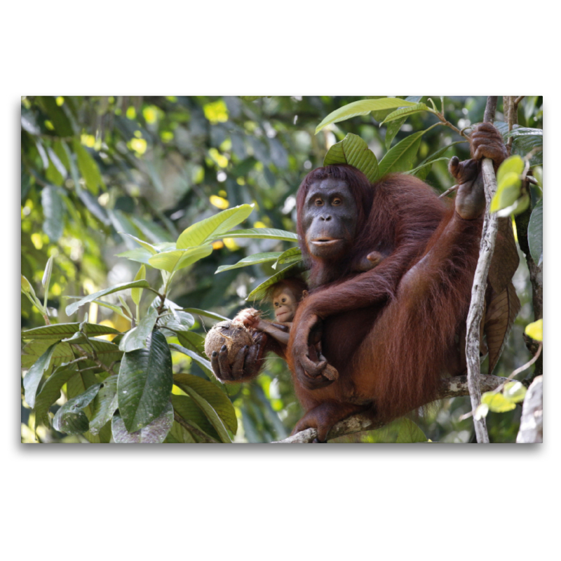 Orang Utans - Mutter und Kind