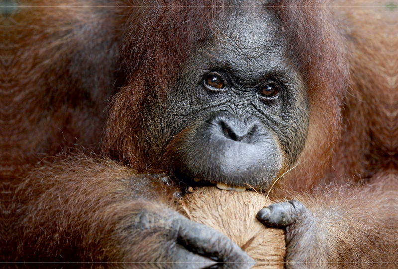 Orang Utans - Nussknackerin