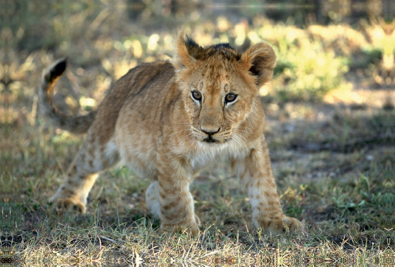 Löwe, Kenia