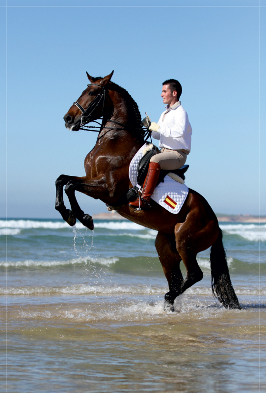 Am Strand: Spanischer Reiter mit steigendem Hengst