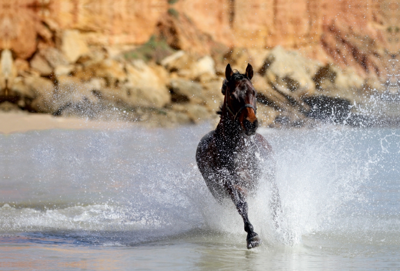 Caramba: Galopp im Meer