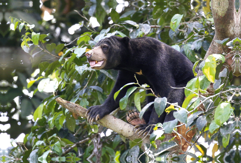 Malaienbär auf dem Kletterbaum