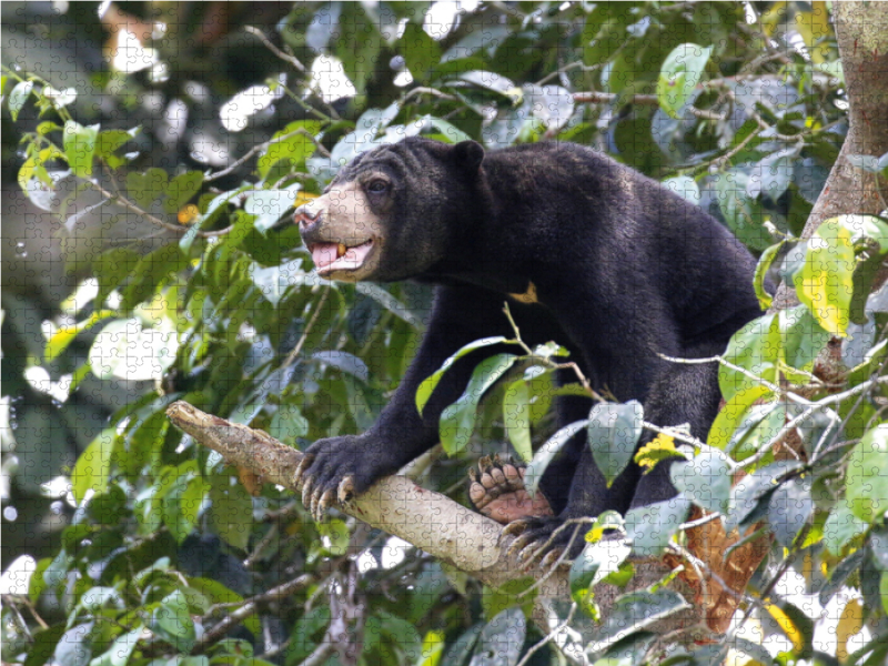 Malaienbär auf dem Kletterbaum