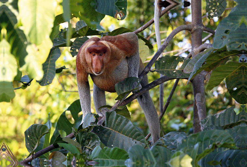 Nasenaffe, Borneo