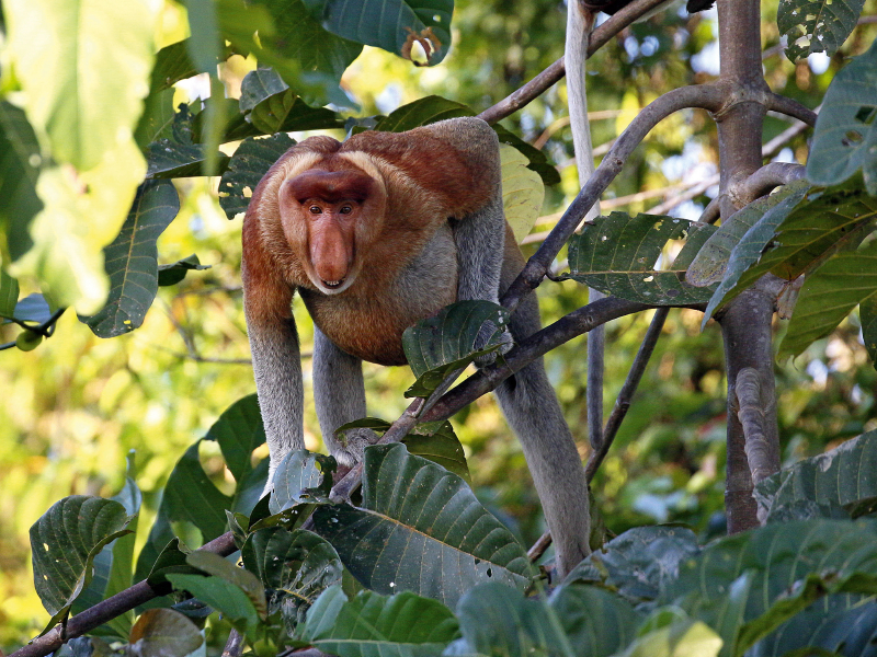 Nasenaffe, Borneo