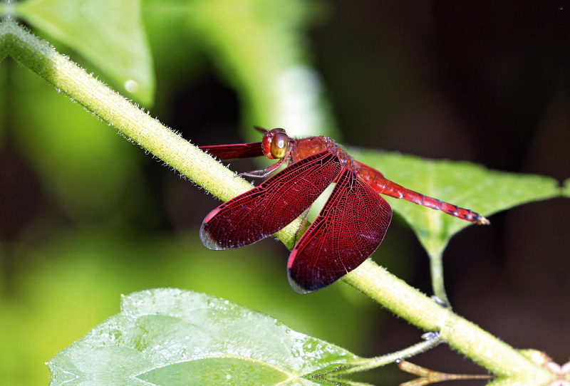 Feuerlibelle, Borneo