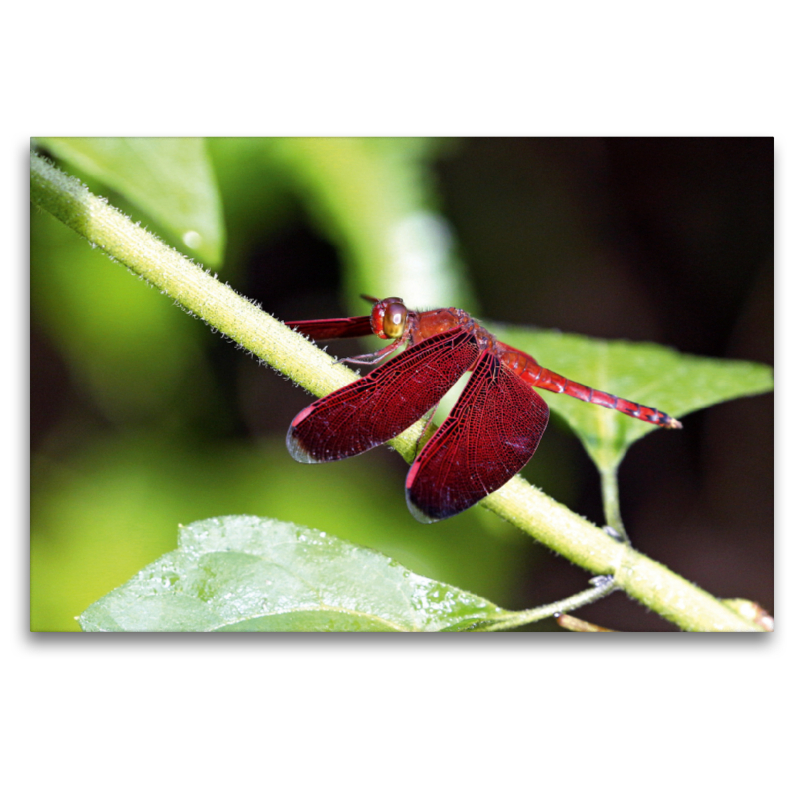 Feuerlibelle, Borneo