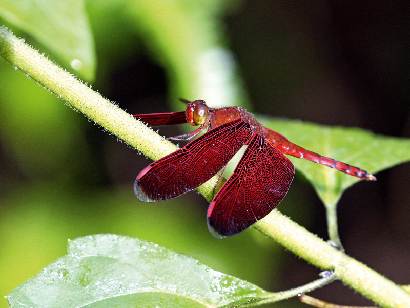 Feuerlibelle, Borneo