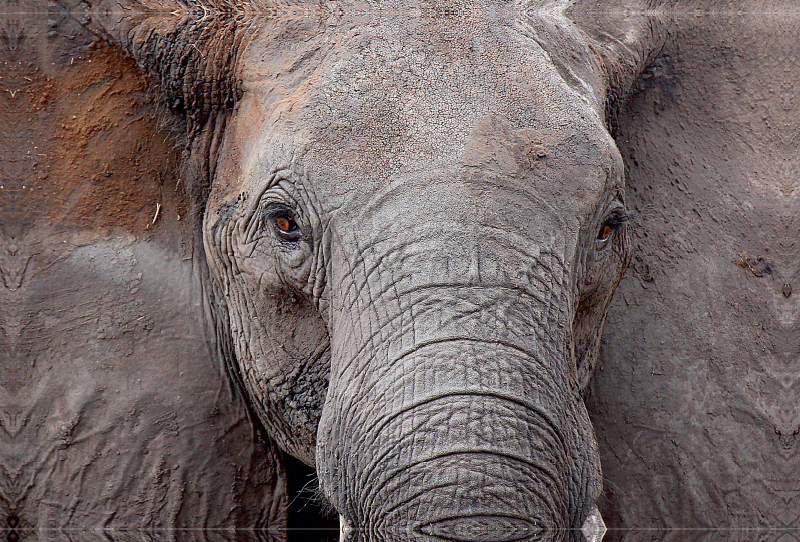 Kasane Forest Reserve, Botswana