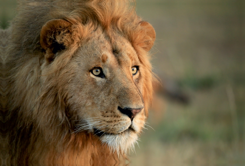 Ein Motiv aus dem Kalender Wildtierparadies Afrika - Eine Foto-Reise durch die Savannen