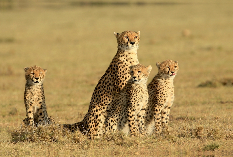 Ein Motiv aus dem Kalender Wildtierparadies Afrika - Eine Foto-Reise durch die Savannen