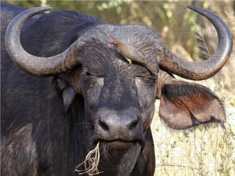 Wasserbüffel, Kenia