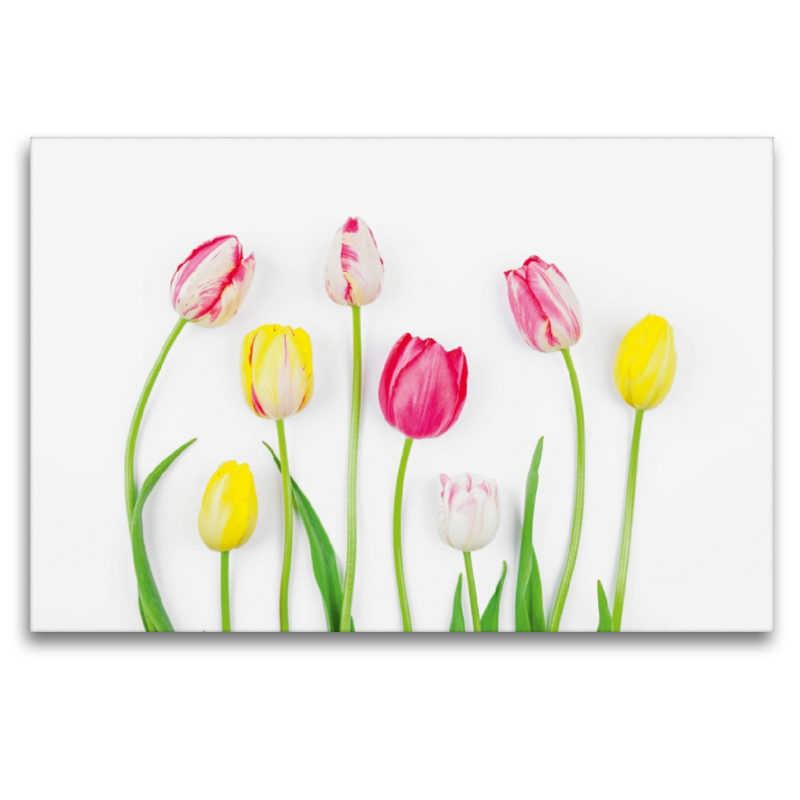 Gute Laune Tulpen