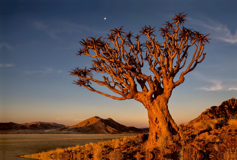 Ein Köcherbaum in Namibias Landschaft