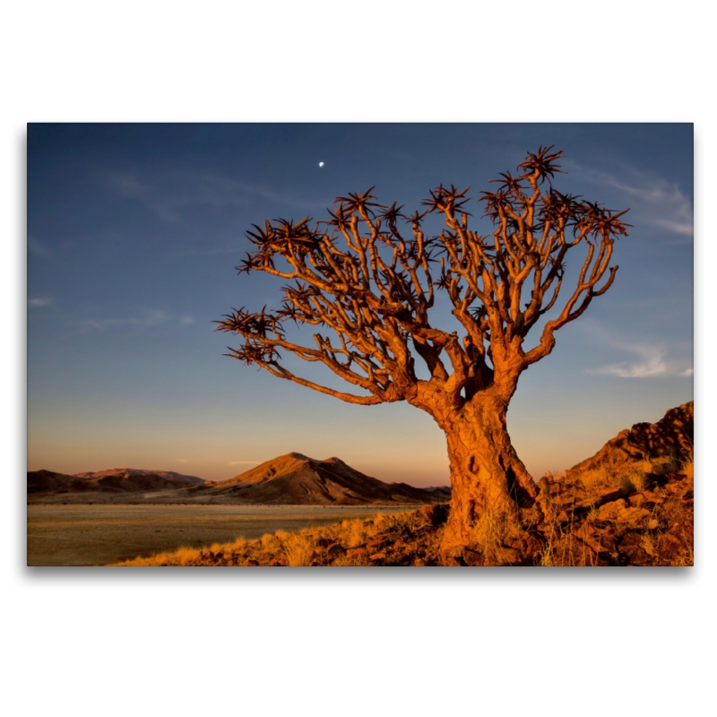 Ein Köcherbaum in Namibias Landschaft