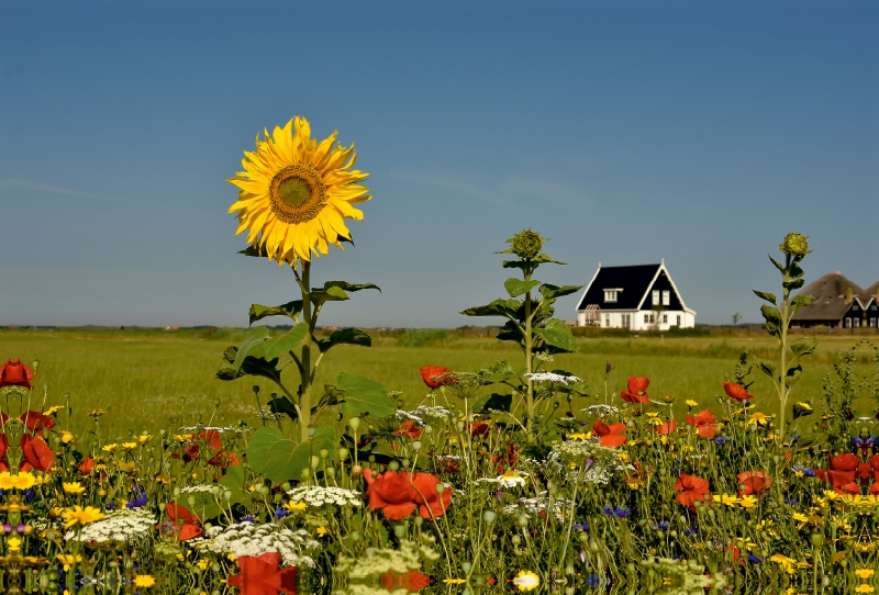 Sommer auf der Insel