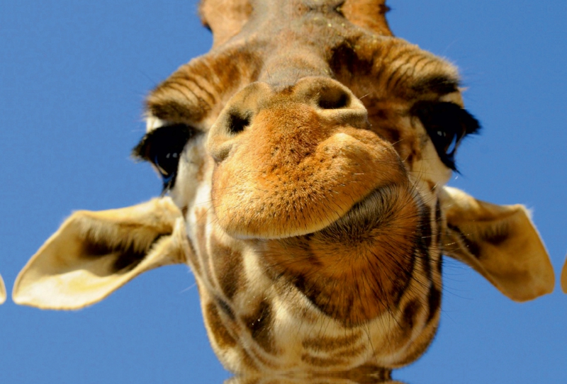 Giraffe