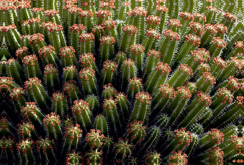 Cereus repandus