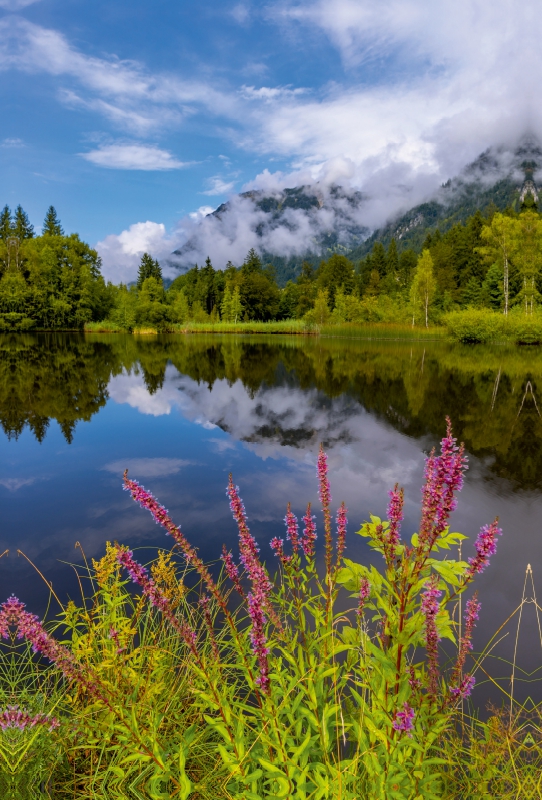 Blutweiderich, Moorweiher