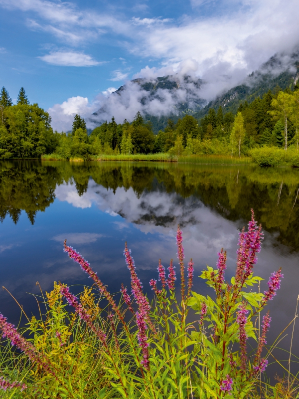 Blutweiderich, Moorweiher