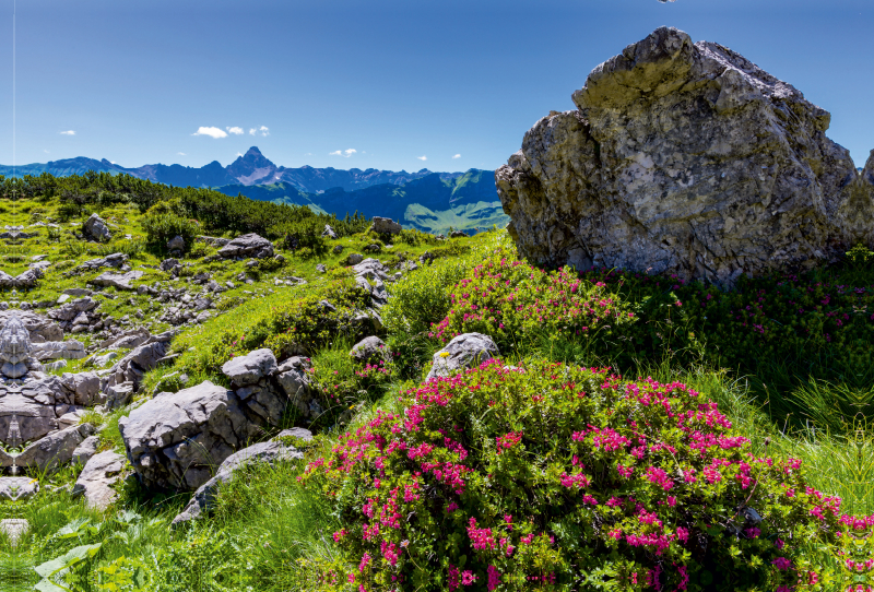 Alpenrosenblüte am Nebelhorn