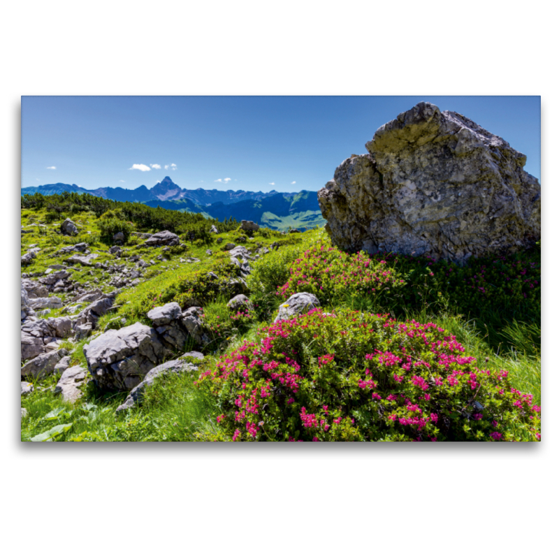 Alpenrosenblüte am Nebelhorn