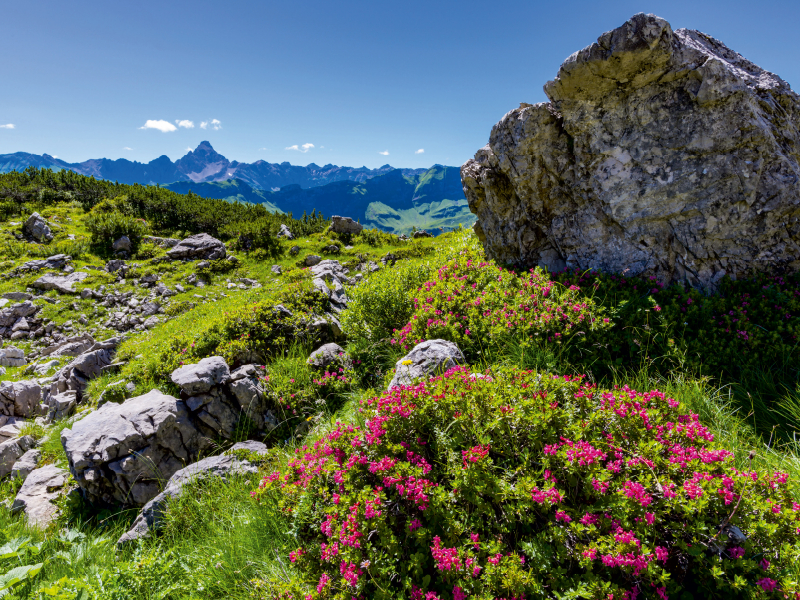 Alpenrosenblüte am Nebelhorn