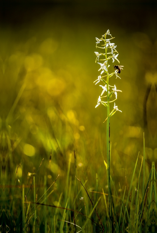 Weiße Waldhyazynthe (Platanthera bifolia)