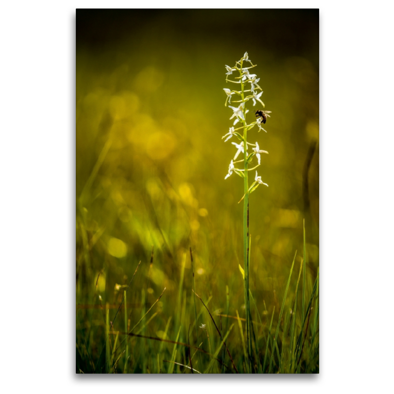 Weiße Waldhyazynthe (Platanthera bifolia)