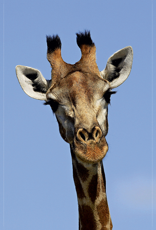 Chobe NP, Botswana