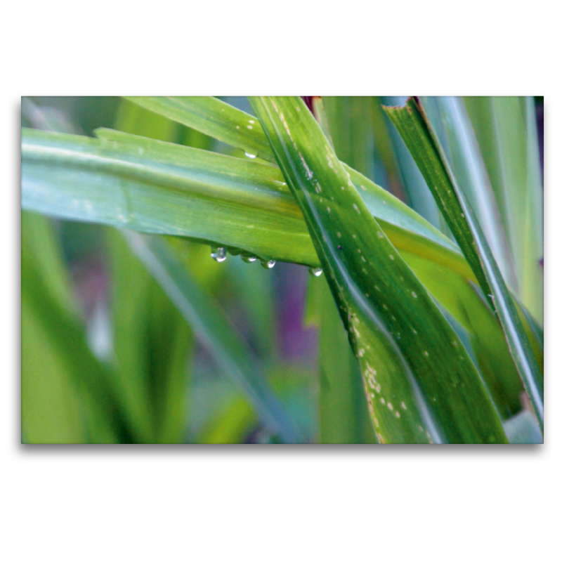 Gras in den Bergen nach dem Regen