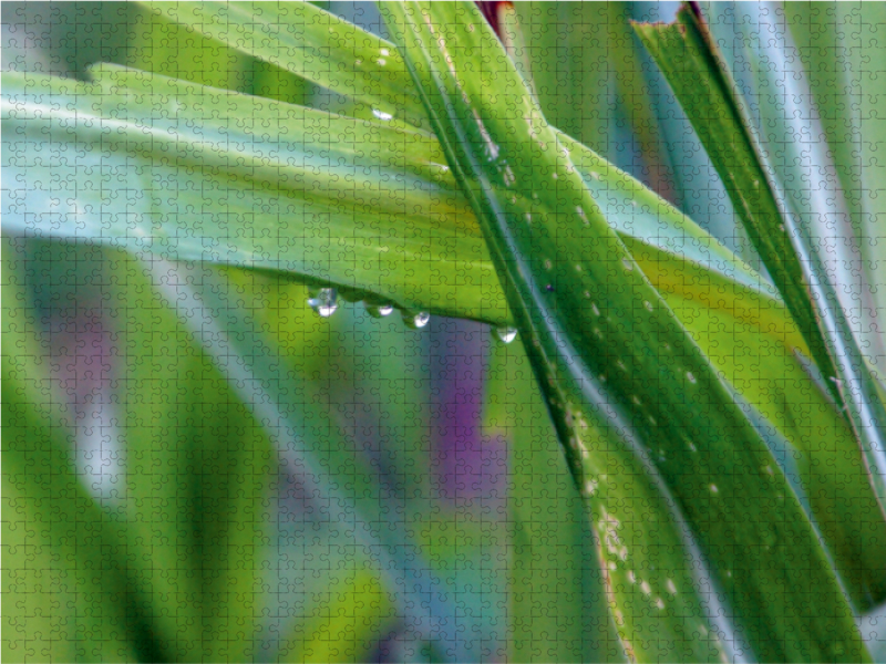 Gras in den Bergen nach dem Regen