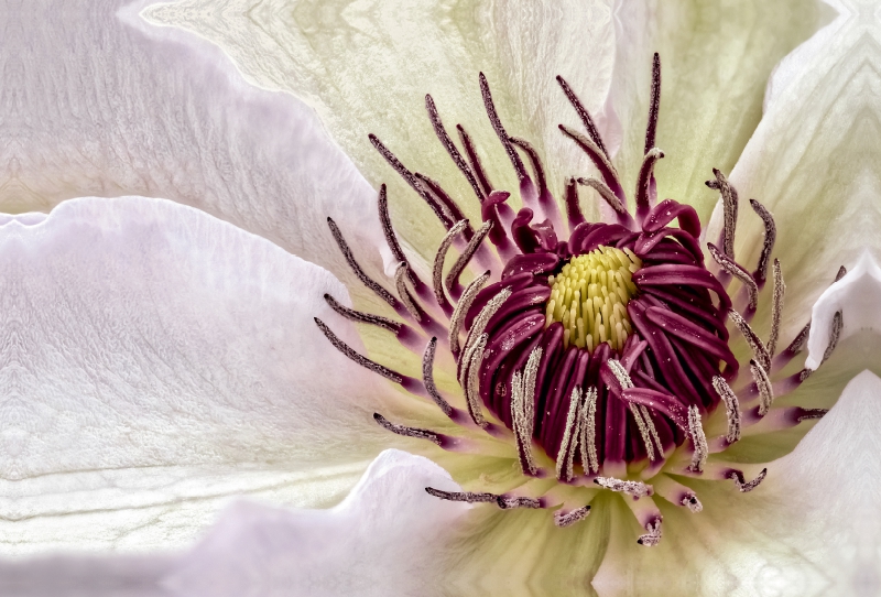 Clematis