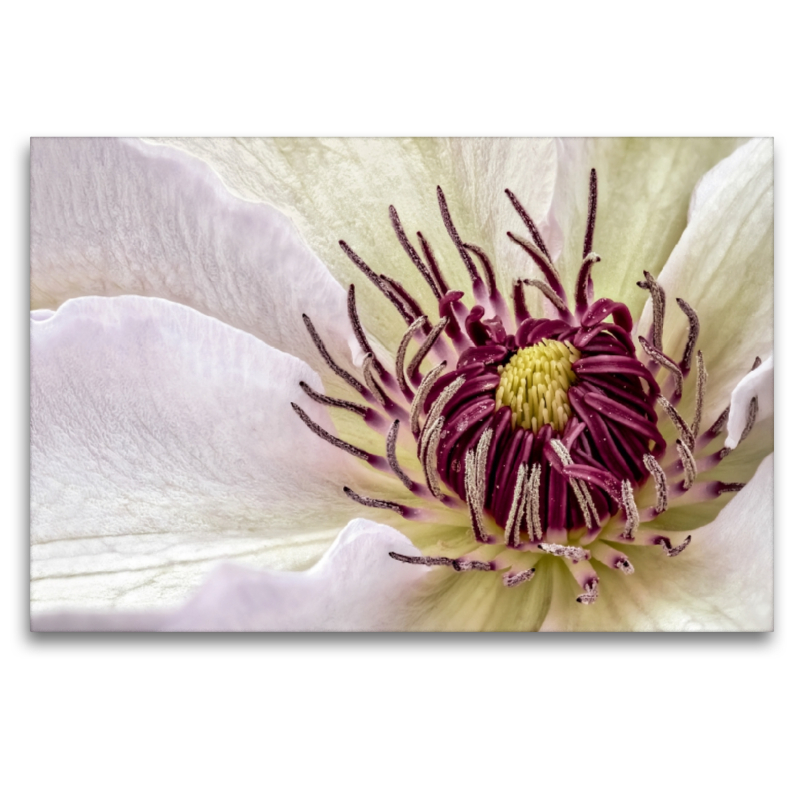 Clematis