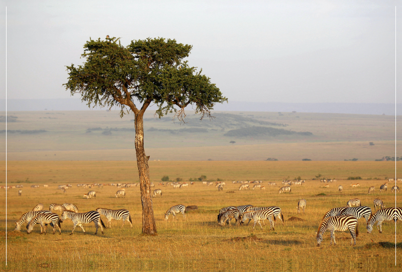 Masai Mara NP, Kenia