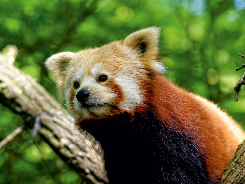 Kleiner Panda auf Entdeckungstour