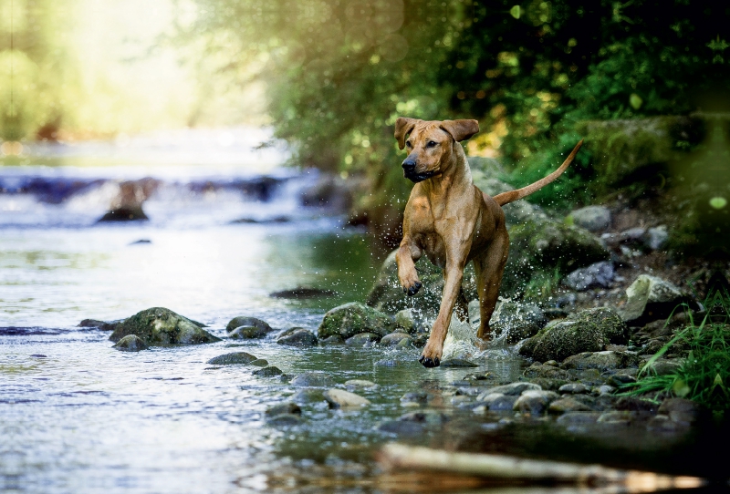 Ein Motiv aus dem Kalender Rhodesian Ridgeback - Herzen auf vier Pfoten